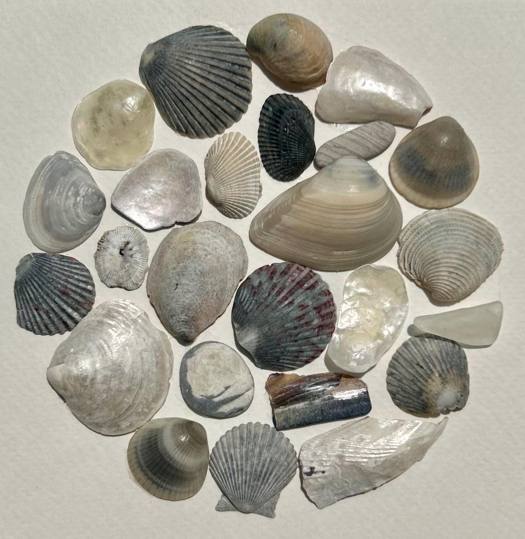 Sea Shell Collage Art | Framed Coastal Pebble Mosaic (9x9)
