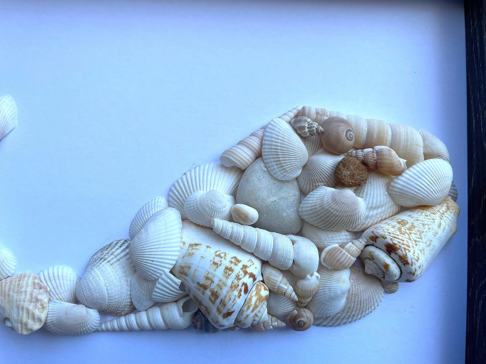 Seashell Whale Art – Handmade Ocean Coastal Decor, Framed